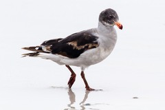 Leucophaeus scoresbii