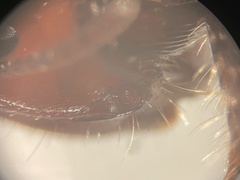 Pogonomyrmex barbatus