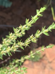 Pollichia campestris