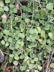 Veronica hederifolia
