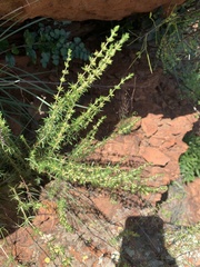 Pollichia campestris