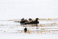 Tachyeres brachypterus