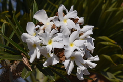 Pachypodium lamerei