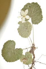 Rubus repens