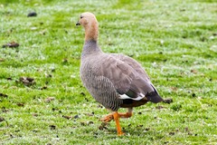 Chloephaga rubidiceps