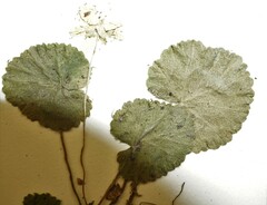 Rubus repens