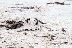 Charadrius falklandicus