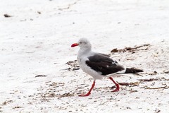 Leucophaeus scoresbii