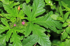 Nolana humifusa