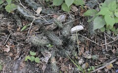 Echinocereus berlandieri