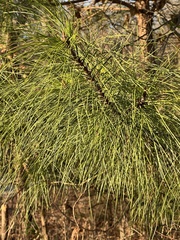 Pinus elliottii