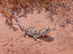 Tympanocryptis petersi