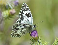 Melanargia ines