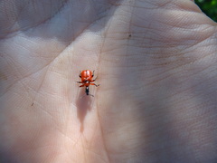 Apoderus coryli