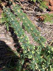 Asparagus flavicaulis