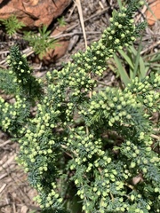 Asparagus flavicaulis