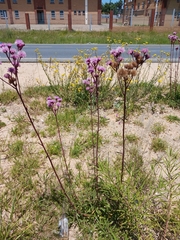 Campuloclinium macrocephalum