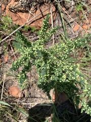 Asparagus flavicaulis