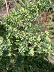 Asparagus flavicaulis