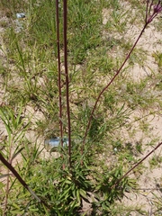 Campuloclinium macrocephalum