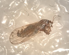 Psyllidae
