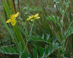 Sibbaldianthe bifurca