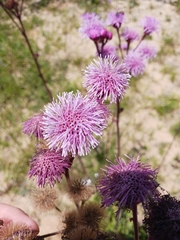 Campuloclinium macrocephalum