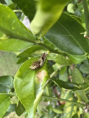 Papilio aegeus aegeus
