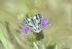 Melanargia ines