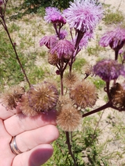 Campuloclinium macrocephalum