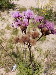 Campuloclinium macrocephalum