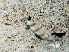 Amblyeleotris sungami