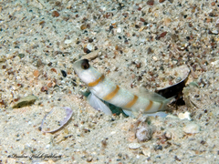 Amblyeleotris sungami