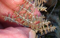 Pellaea mucronata mucronata