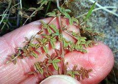 Pellaea mucronata mucronata