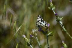 Melanargia ines
