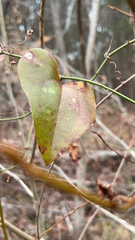 Smilax bona-nox