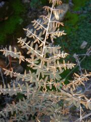 Pellaea mucronata mucronata