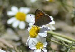 Lycaena phlaeas
