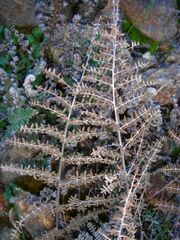 Pellaea mucronata mucronata