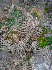 Pellaea mucronata mucronata