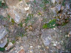 Pellaea mucronata mucronata