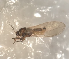Triozidae