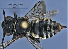 Triepeolus melanarius