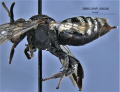 Triepeolus melanarius