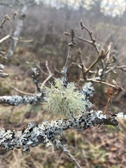 Ramalina farinacea