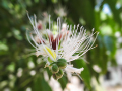 Capparis micracantha