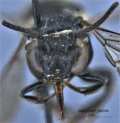 Triepeolus melanarius