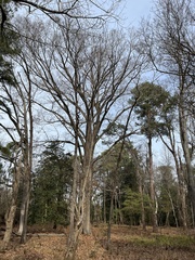 Quercus falcata