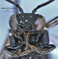 Triepeolus melanarius